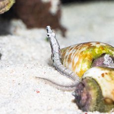 画像1: パイクブレニー　カリブ (1)