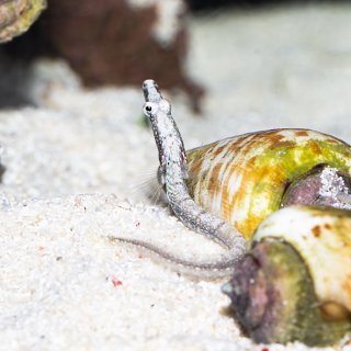 ブルームテールラス - 海水魚専門店 ceppo onlinestore