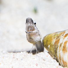 画像3: パイクブレニー　カリブ (3)