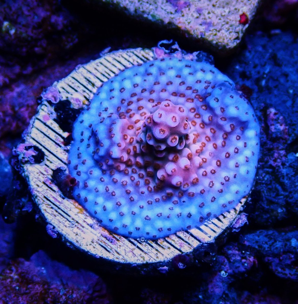 画像1: CE Acro fireworks purple (1)