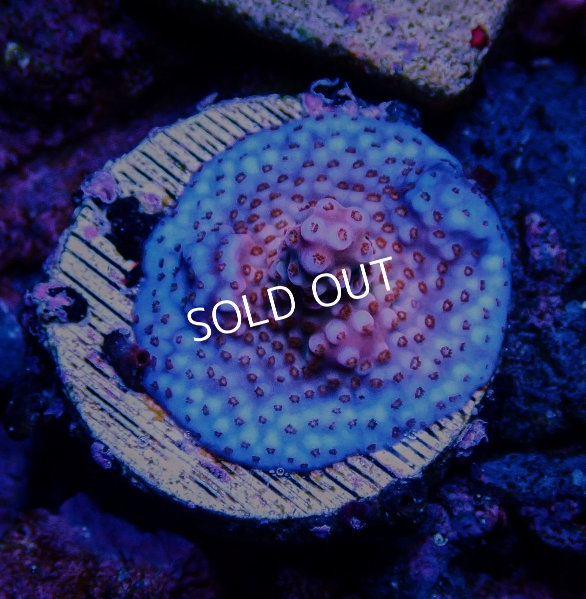 画像1: CE Acro fireworks purple (1)