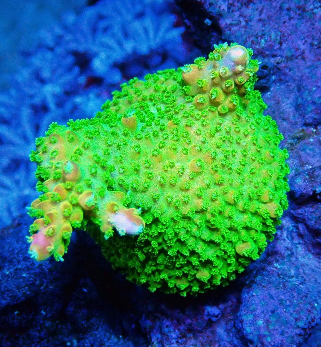 画像1: CE Acro Pink Paletta (1)