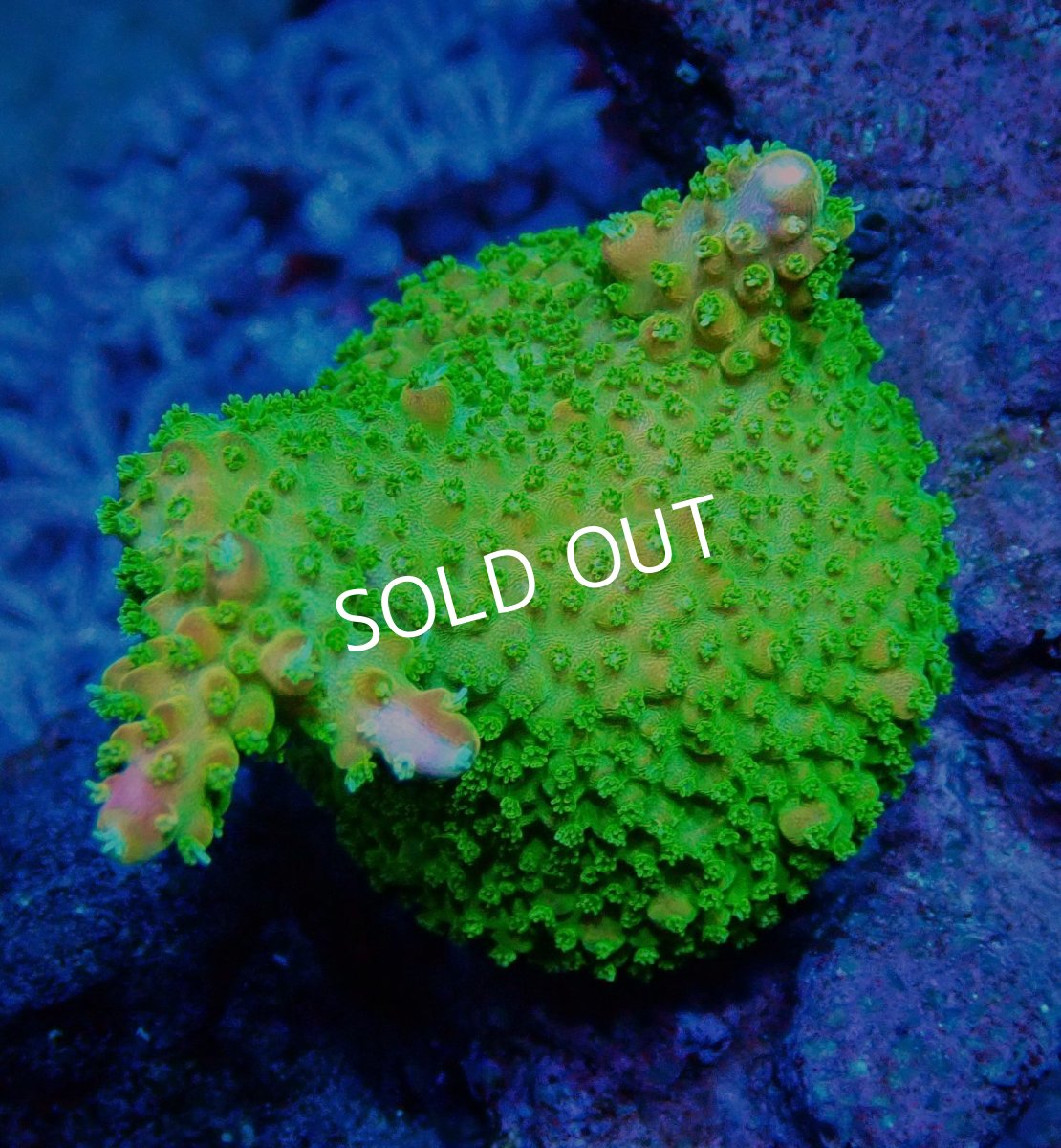 画像1: CE Acro Pink Paletta (1)