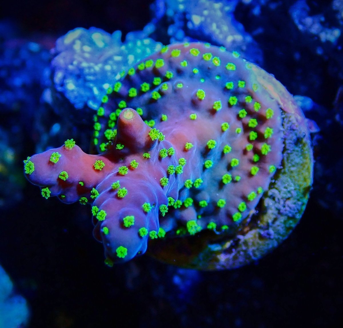 画像1: CE Acro Valida (1)