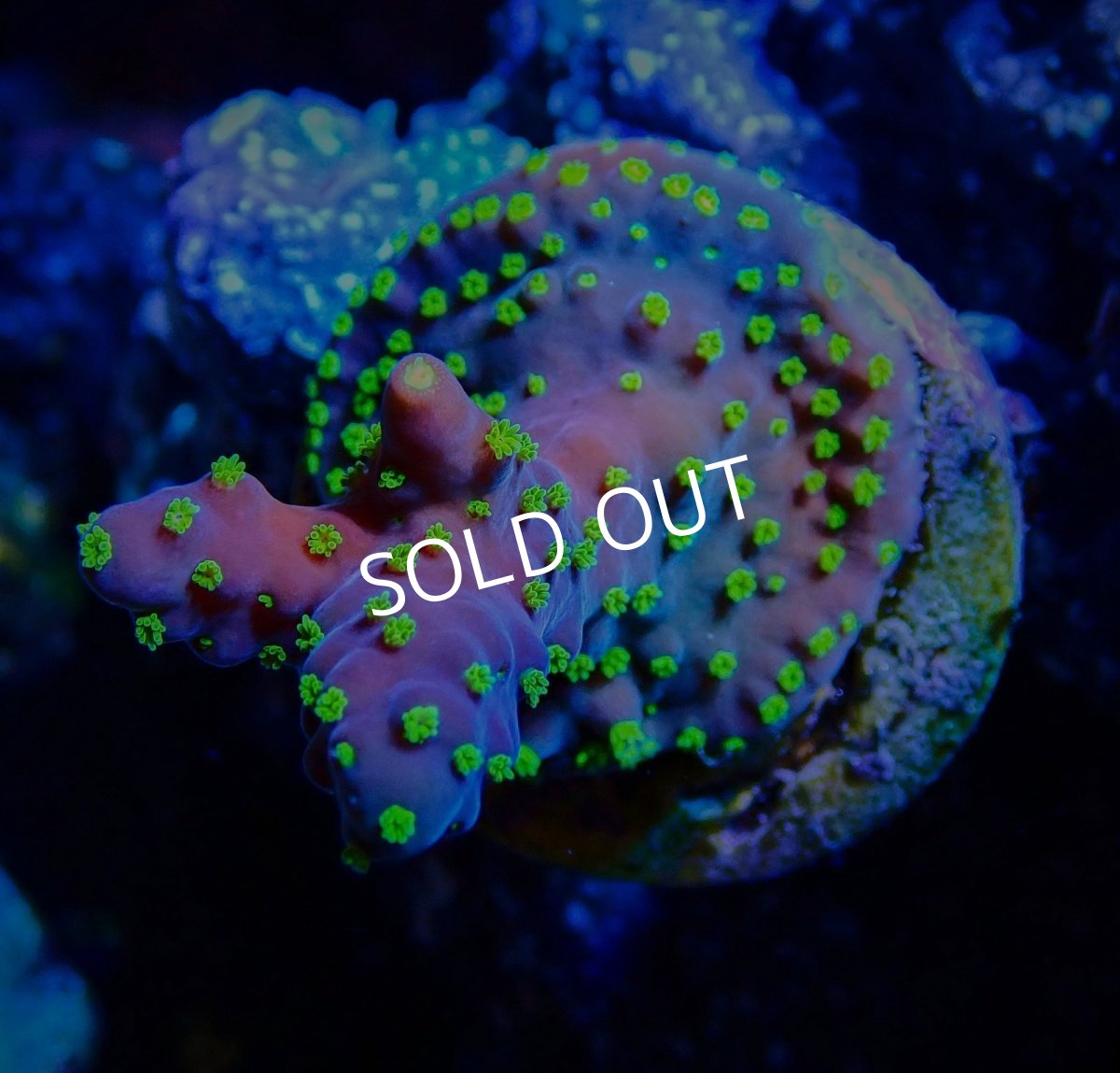 画像1: CE Acro Valida (1)