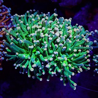 【激美】ハナサンゴゴールド 7cm ハナサンゴ ゴールド インドネシア No.1 - 海水魚専門店 ceppo onlinestore