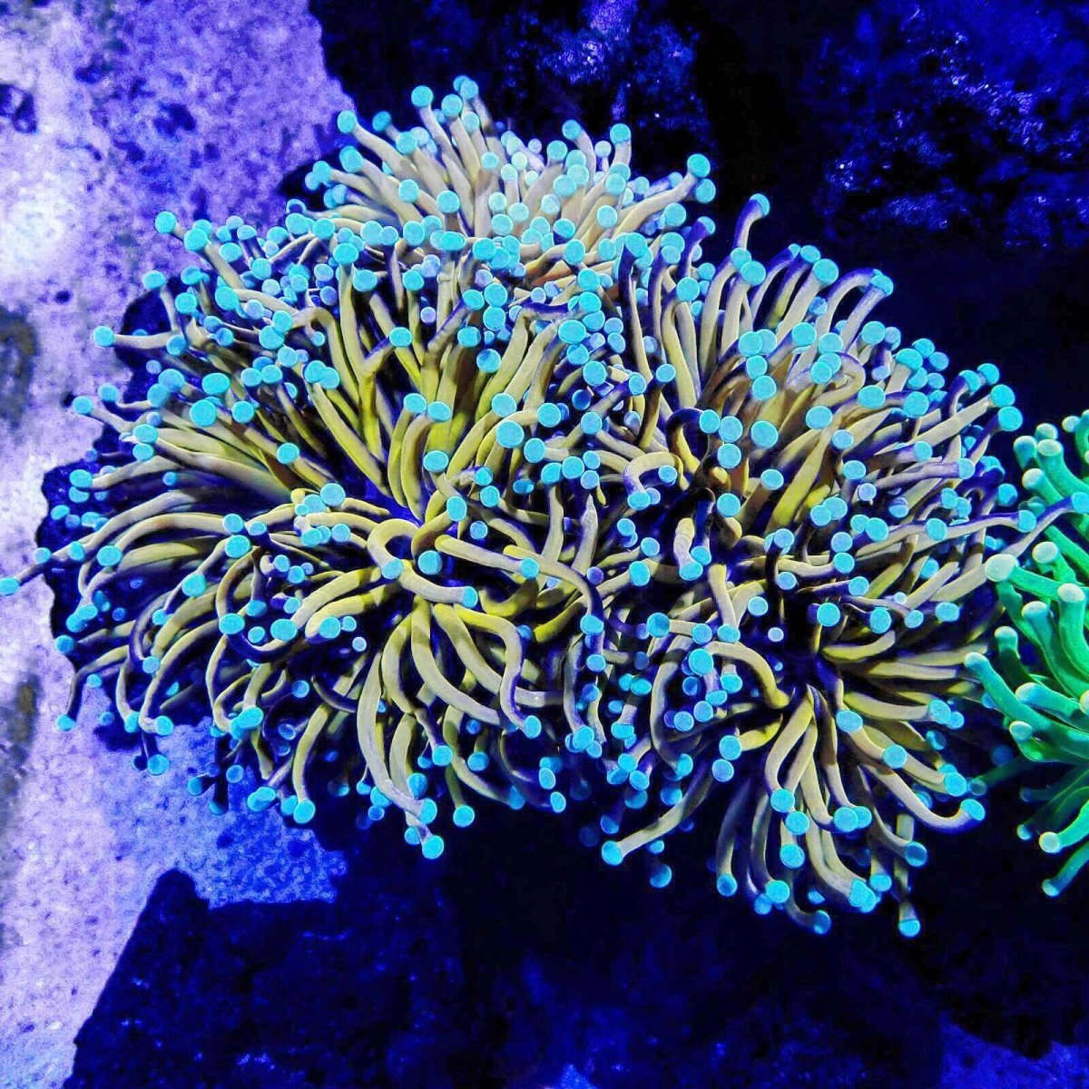 画像1: CF ハナサンゴ Gold Toch Mint Tip (1)