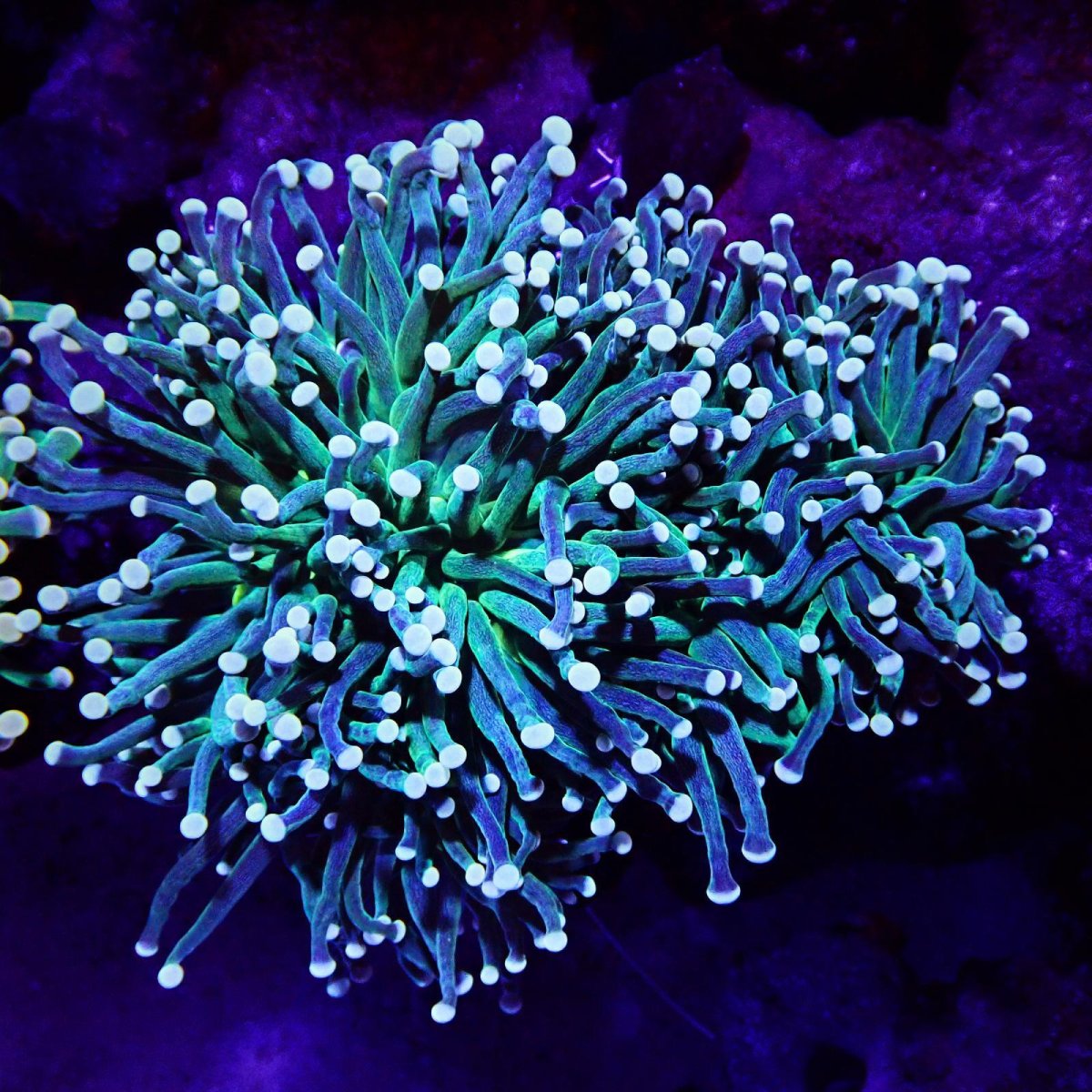 画像1: CF ハナサンゴ Green (1)