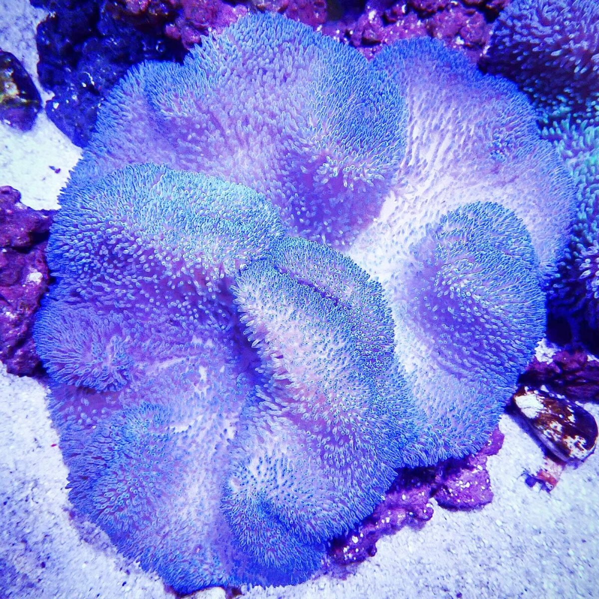 画像1: ハタゴイソギンチャク　ブルー (1)