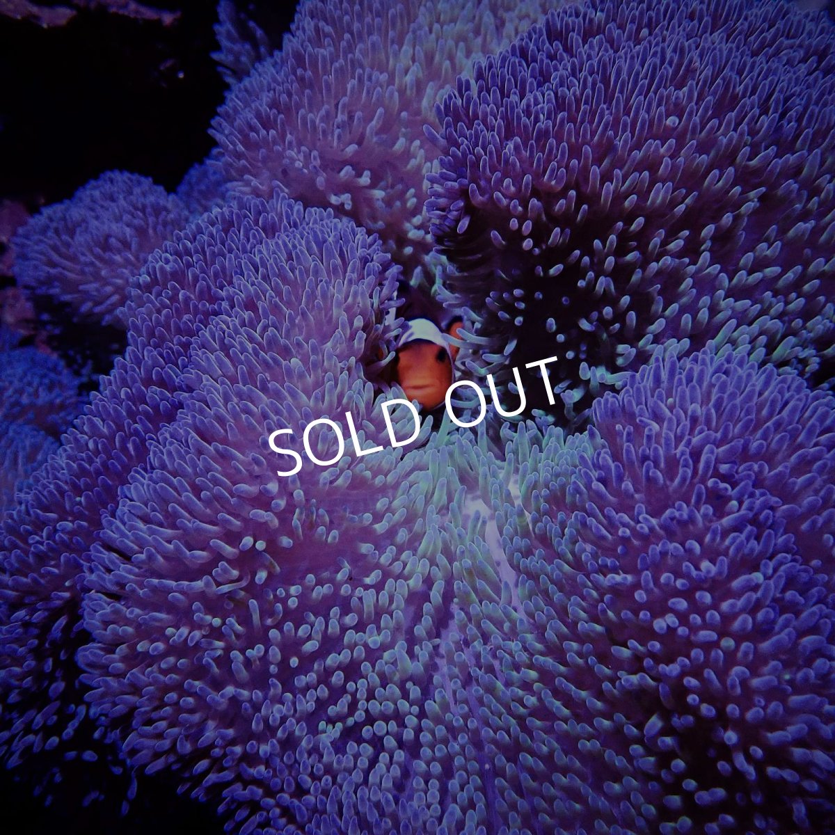 画像1: ハタゴイソギンチャク　パープル/グリーン (1)