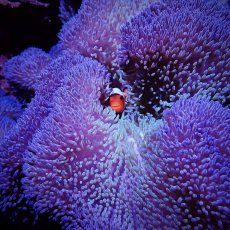 画像1: ハタゴイソギンチャク　パープル/グリーン (1)