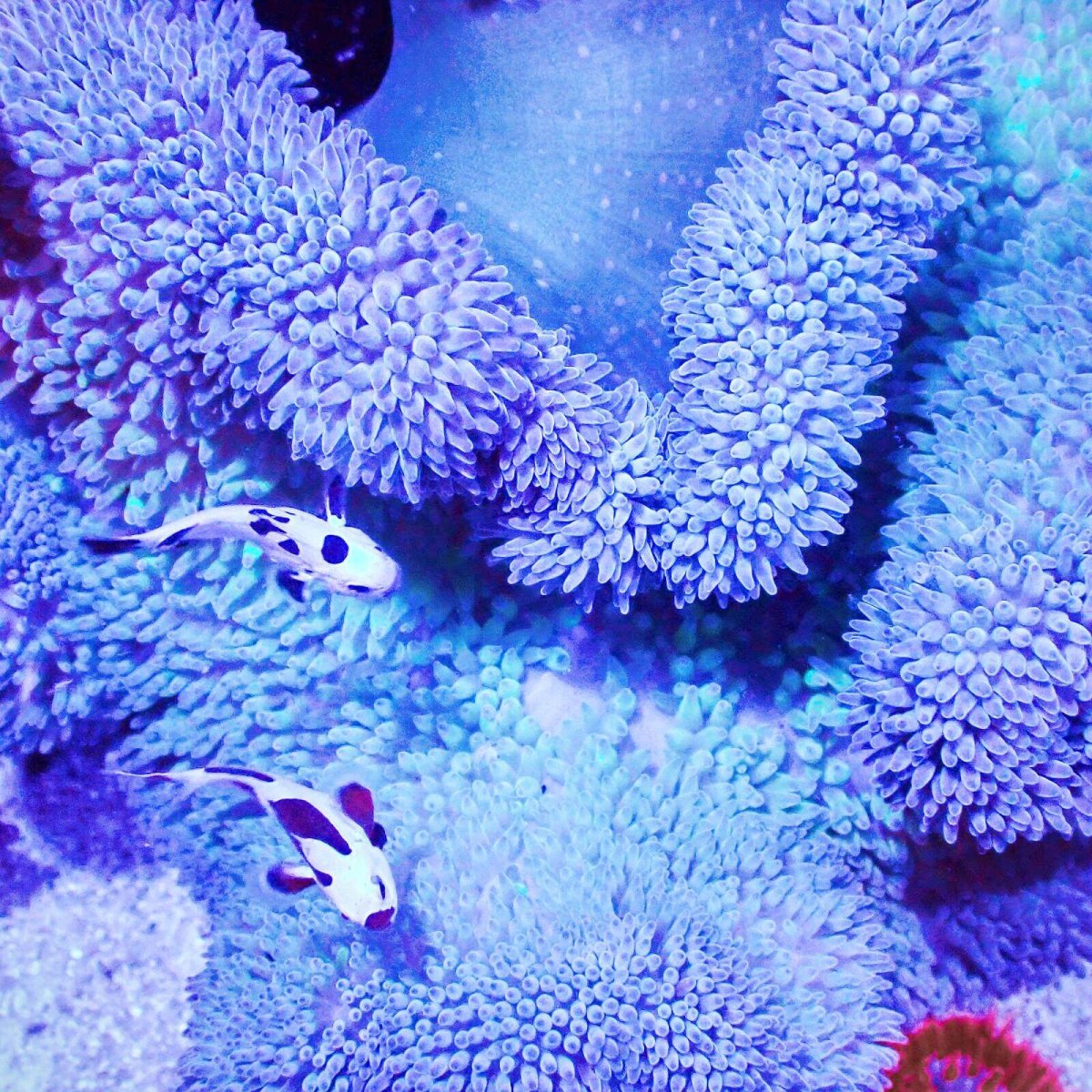 画像2: ハタゴイソギンチャク　ブルー/グリーン (2)