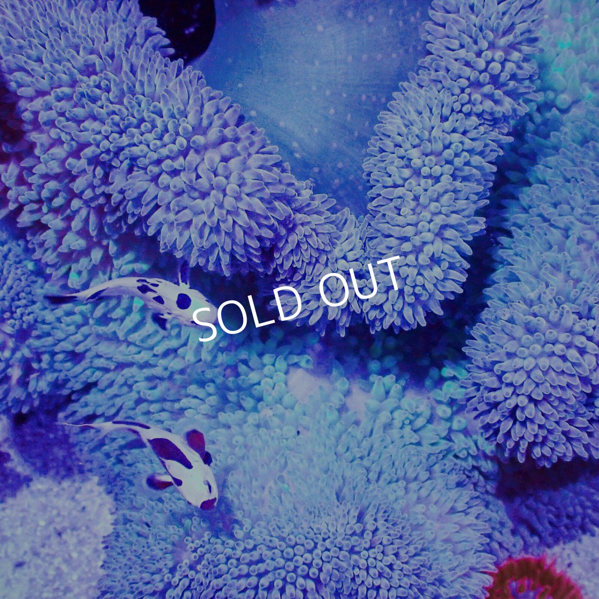 画像2: ハタゴイソギンチャク　ブルー/グリーン (2)