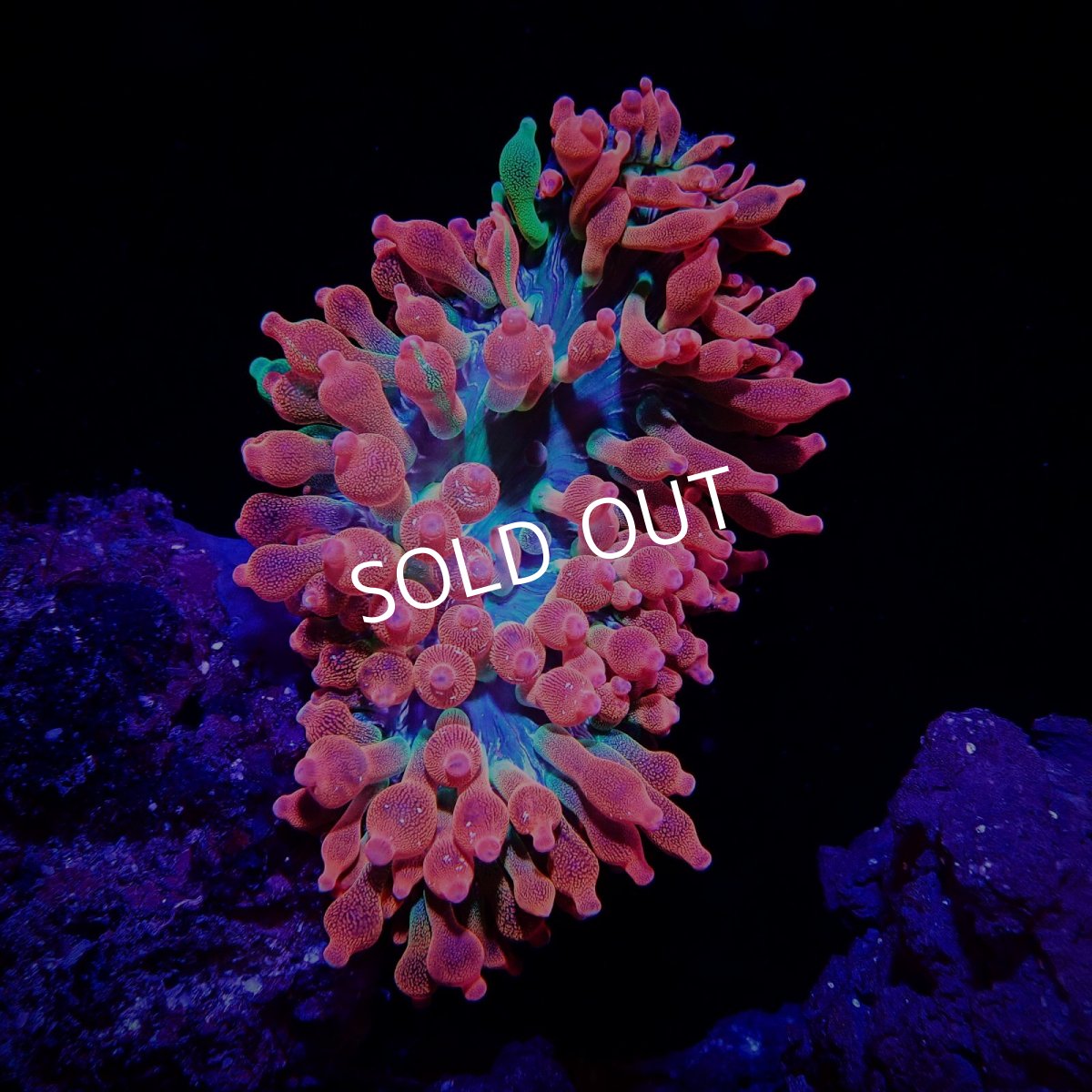 画像2: サンゴイソギンチャク　レッド／グリーン (2)