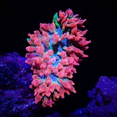 画像2: サンゴイソギンチャク　レッド／グリーン (2)