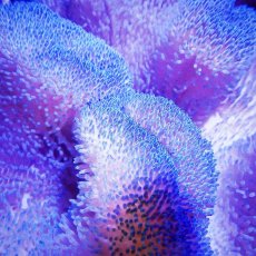 画像2: ハタゴイソギンチャク　ブルー (2)