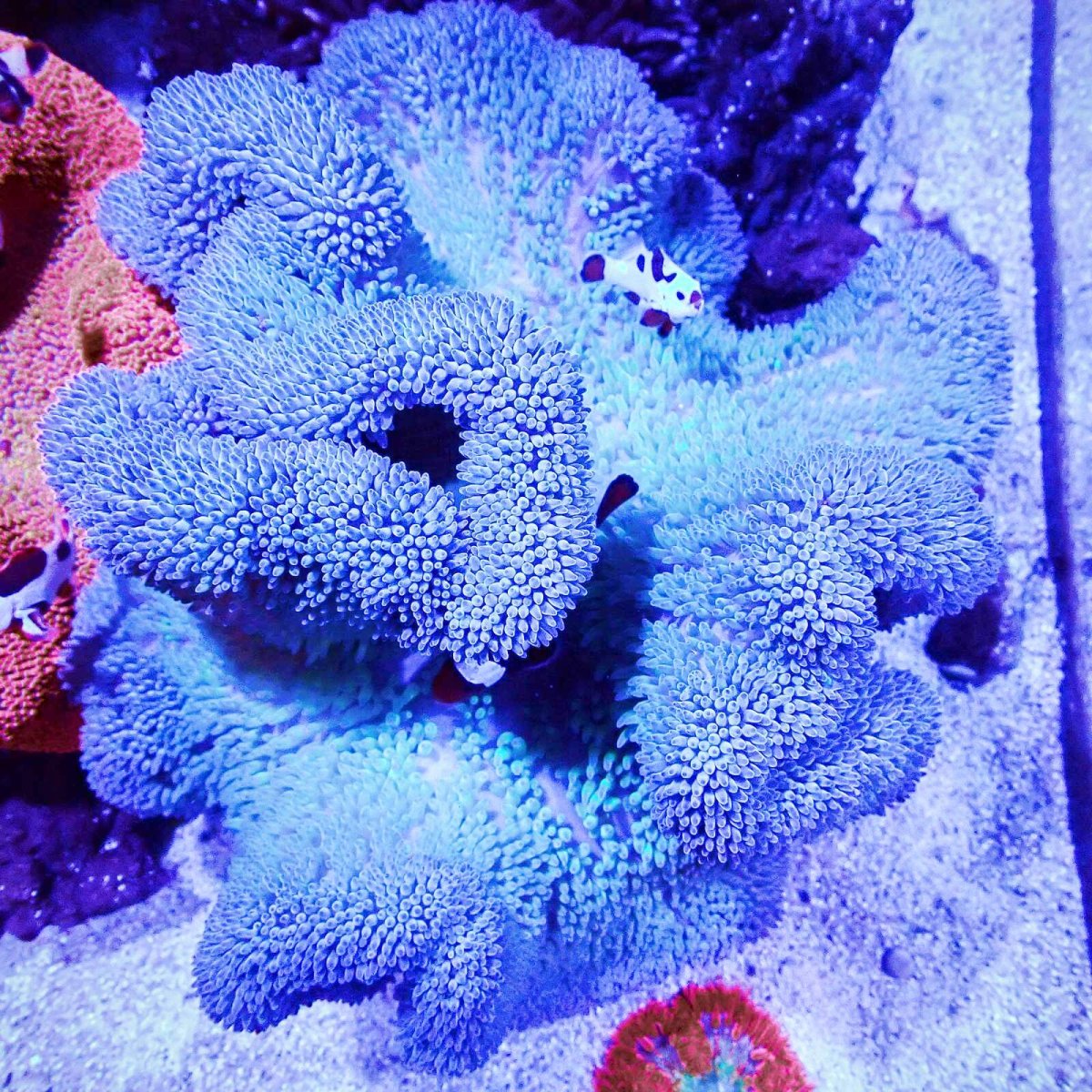 画像1: ハタゴイソギンチャク　ブルー/グリーン (1)