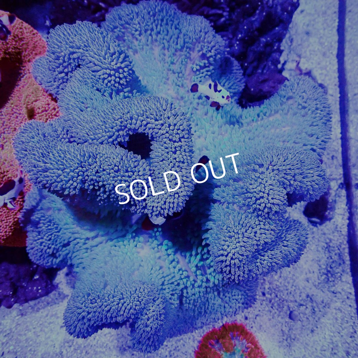 画像1: ハタゴイソギンチャク　ブルー/グリーン (1)