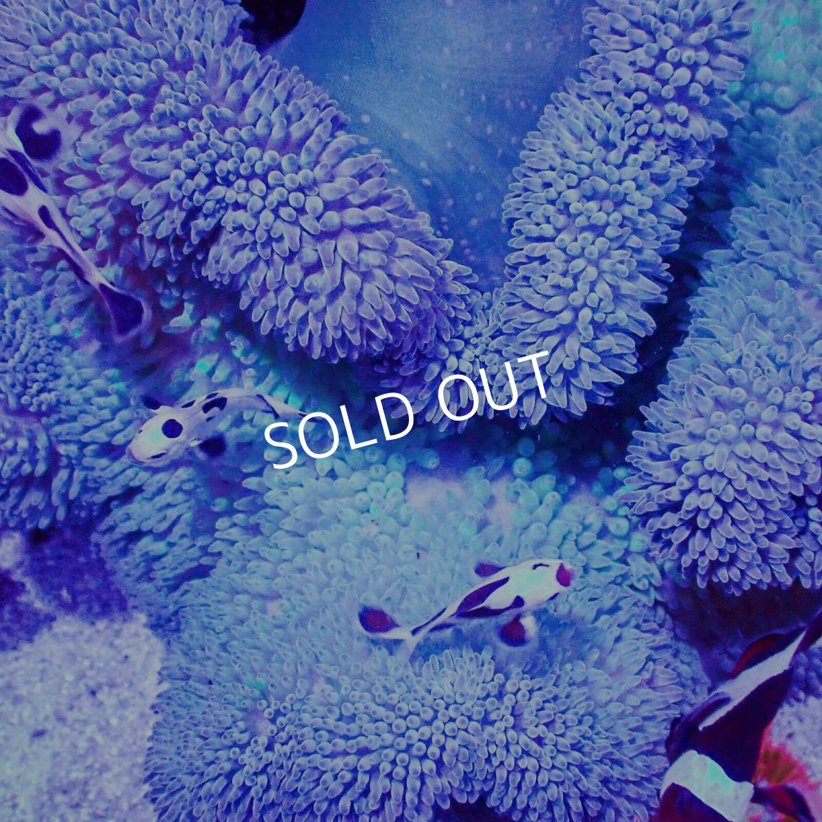 画像3: ハタゴイソギンチャク　ブルー/グリーン (3)