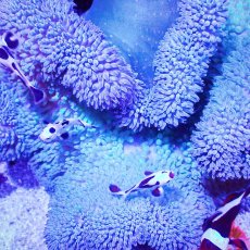 画像3: ハタゴイソギンチャク　ブルー/グリーン (3)