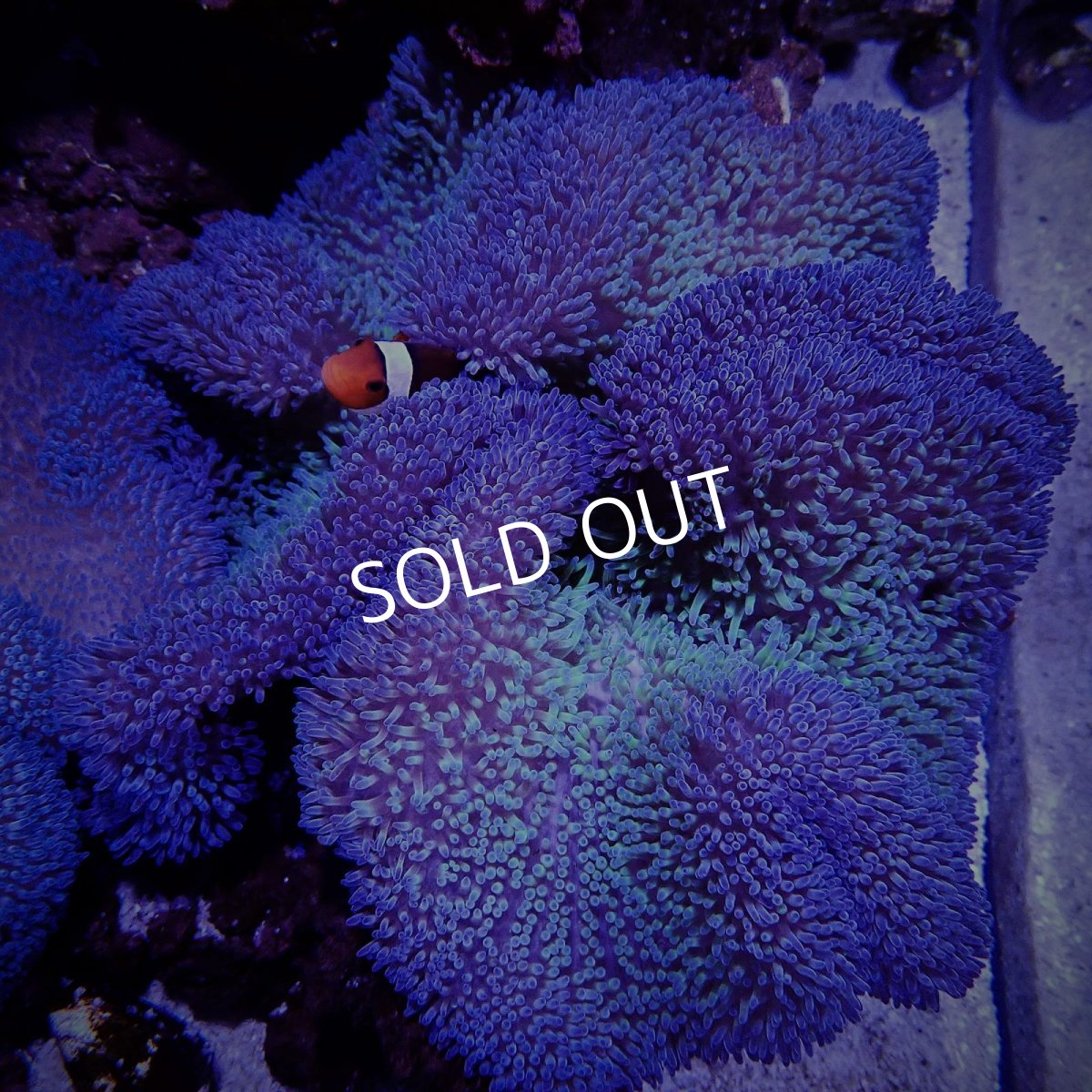 画像2: ハタゴイソギンチャク　パープル/グリーン (2)