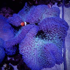 画像2: ハタゴイソギンチャク　パープル/グリーン (2)