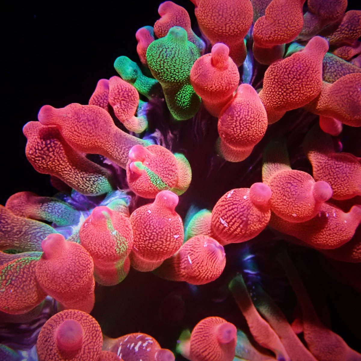 画像3: サンゴイソギンチャク　レッド／グリーン (3)