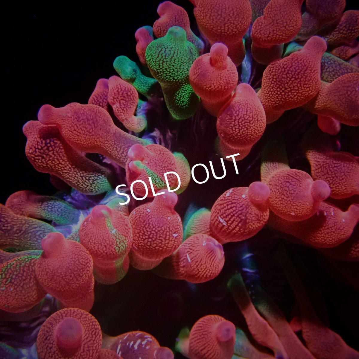 画像3: サンゴイソギンチャク　レッド／グリーン (3)