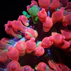 画像3: サンゴイソギンチャク　レッド／グリーン (3)