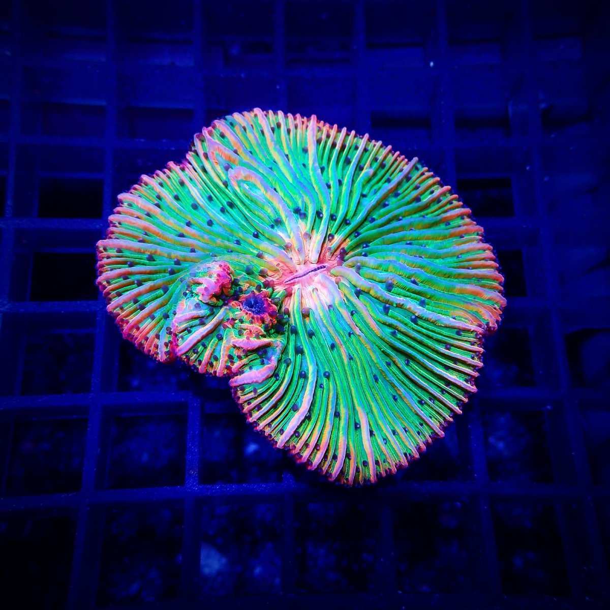 画像1: IDN クサビライシ　No.1 (1)