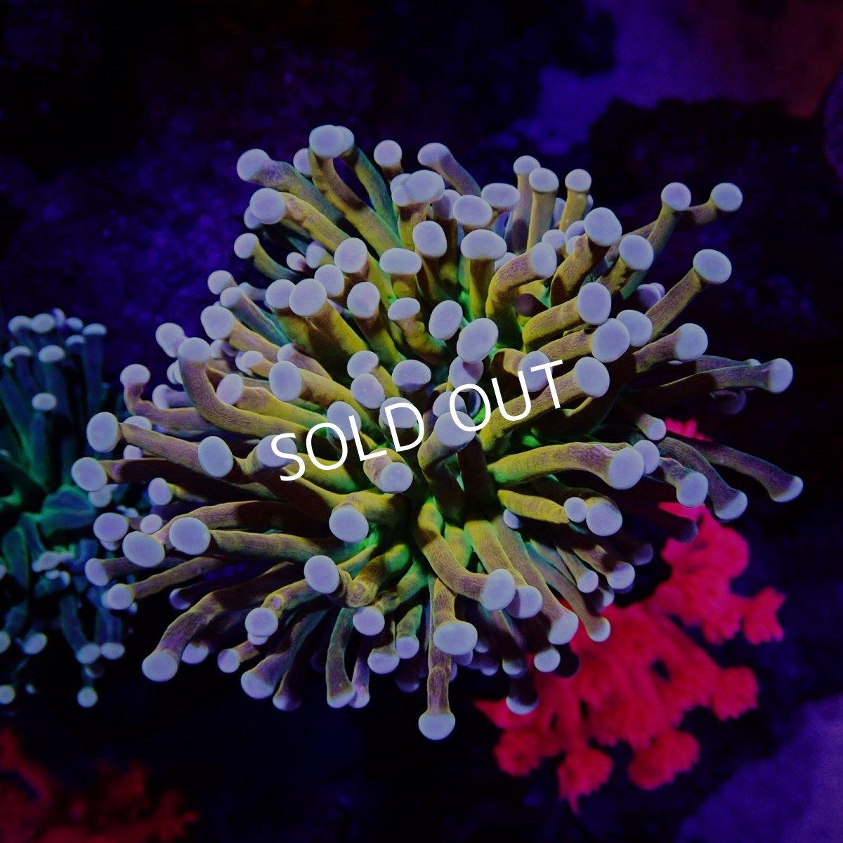 画像1: ■SALE■CF ハナサンゴ Gold Torch Green Center (1)