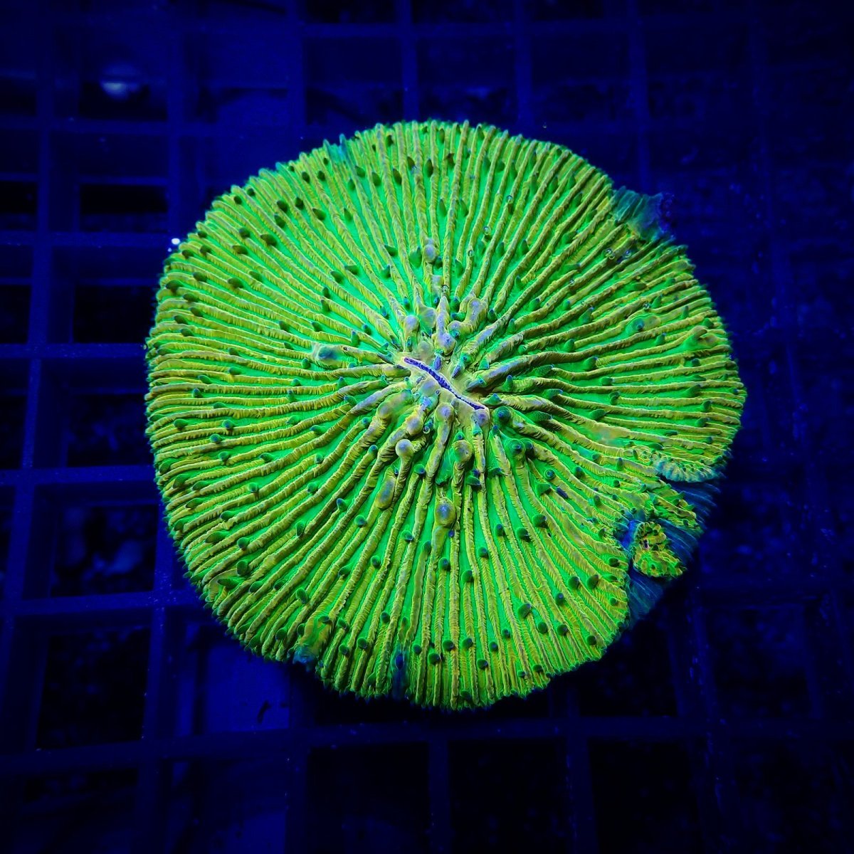 画像1: IDN クサビライシ　No.2 (1)