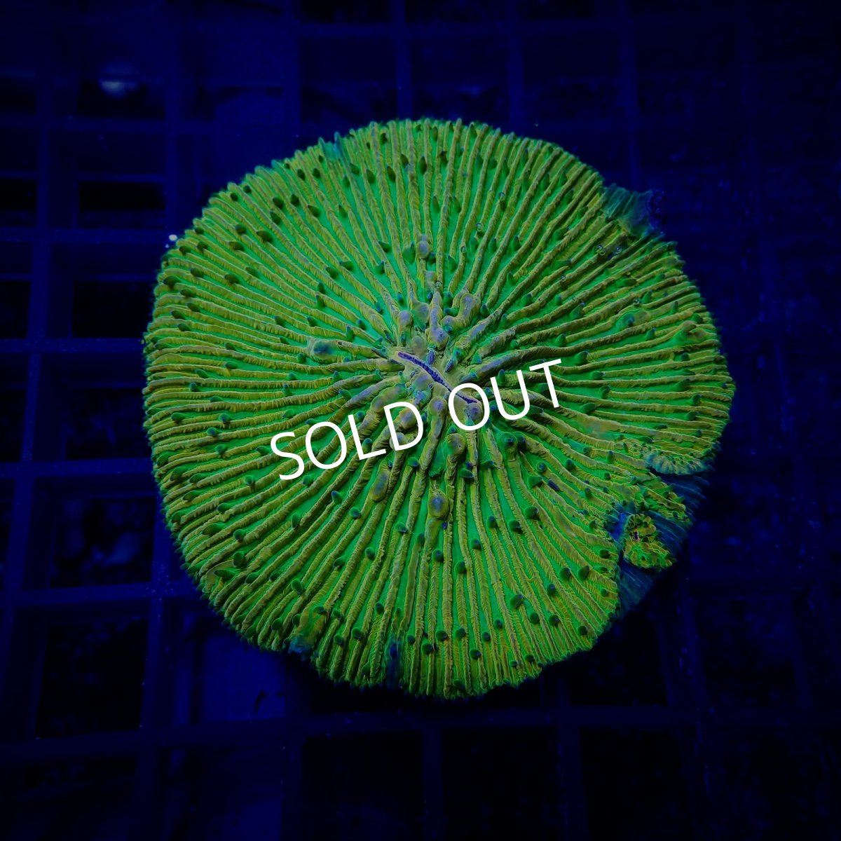 画像1: IDN クサビライシ　No.2 (1)