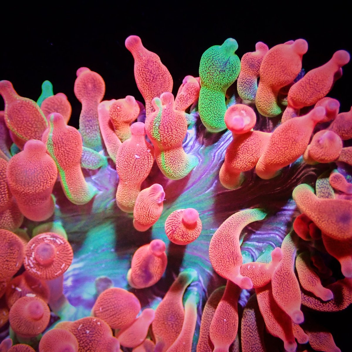 画像1: サンゴイソギンチャク　レッド／グリーン (1)