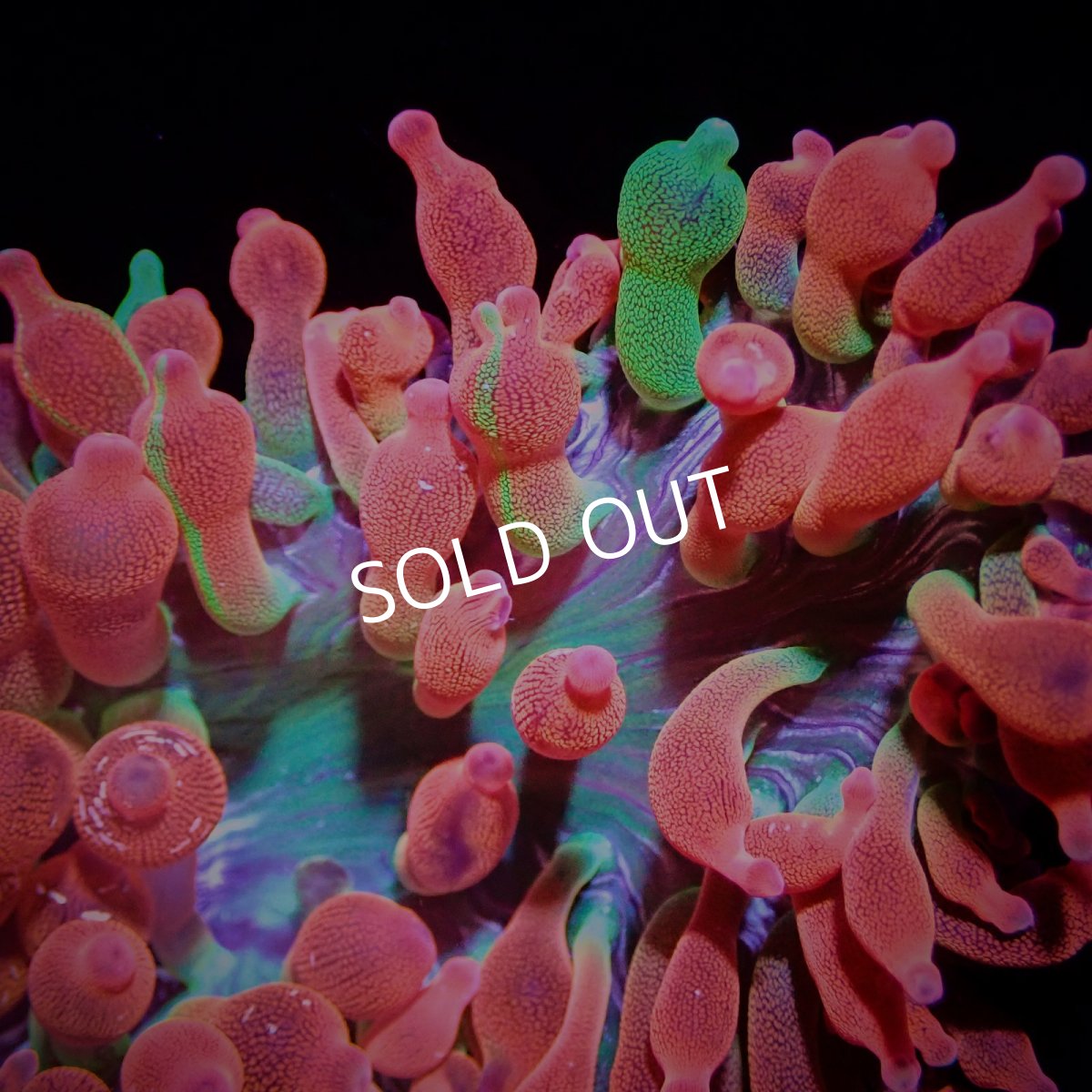 画像1: サンゴイソギンチャク　レッド／グリーン (1)