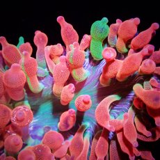 画像1: サンゴイソギンチャク　レッド／グリーン (1)