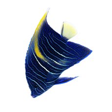 画像1: 東アフリカ産 ハーフムーンエンゼル（マクロス）M (1)