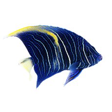 画像2: 東アフリカ産 ハーフムーンエンゼル（マクロス）M (2)