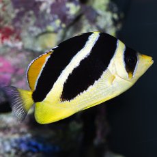 画像3: インディアンバタフライ (3)