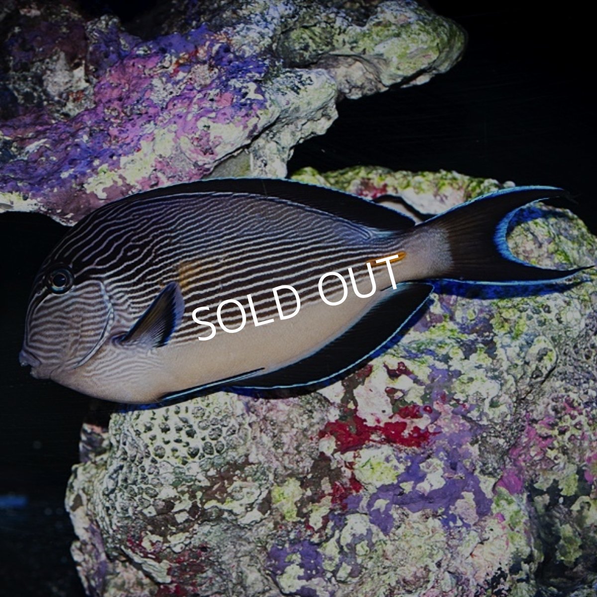 画像1: ソハールサージョンフィッシュ (1)