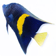 画像2: 紅海産 ハーフムーンエンゼル（マクロス）XL (2)