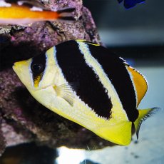 画像1: インディアンバタフライ (1)