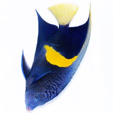 画像1: 紅海産 ハーフムーンエンゼル（マクロス）XL (1)