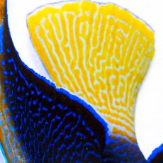 画像3: 紅海産 ハーフムーンエンゼル（マクロス）XL (3)