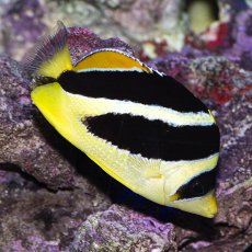 画像2: インディアンバタフライ (2)