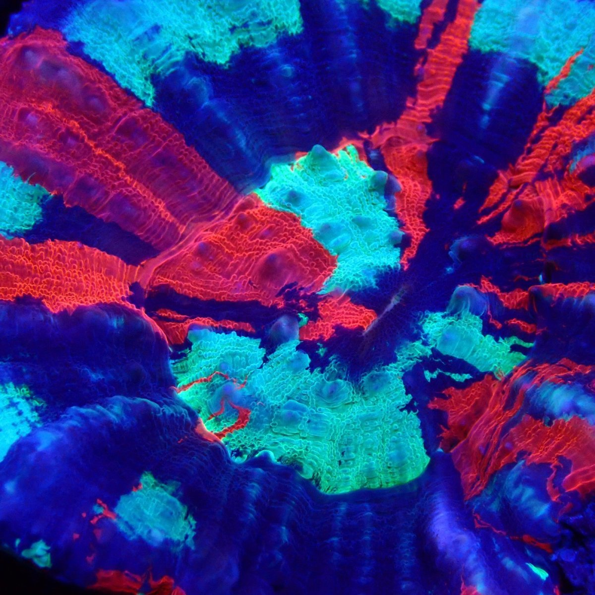 画像2: CF スコリミア　Scolymia  WarPaint No.2 (2)