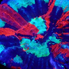 画像2: CF スコリミア　Scolymia  WarPaint No.2 (2)