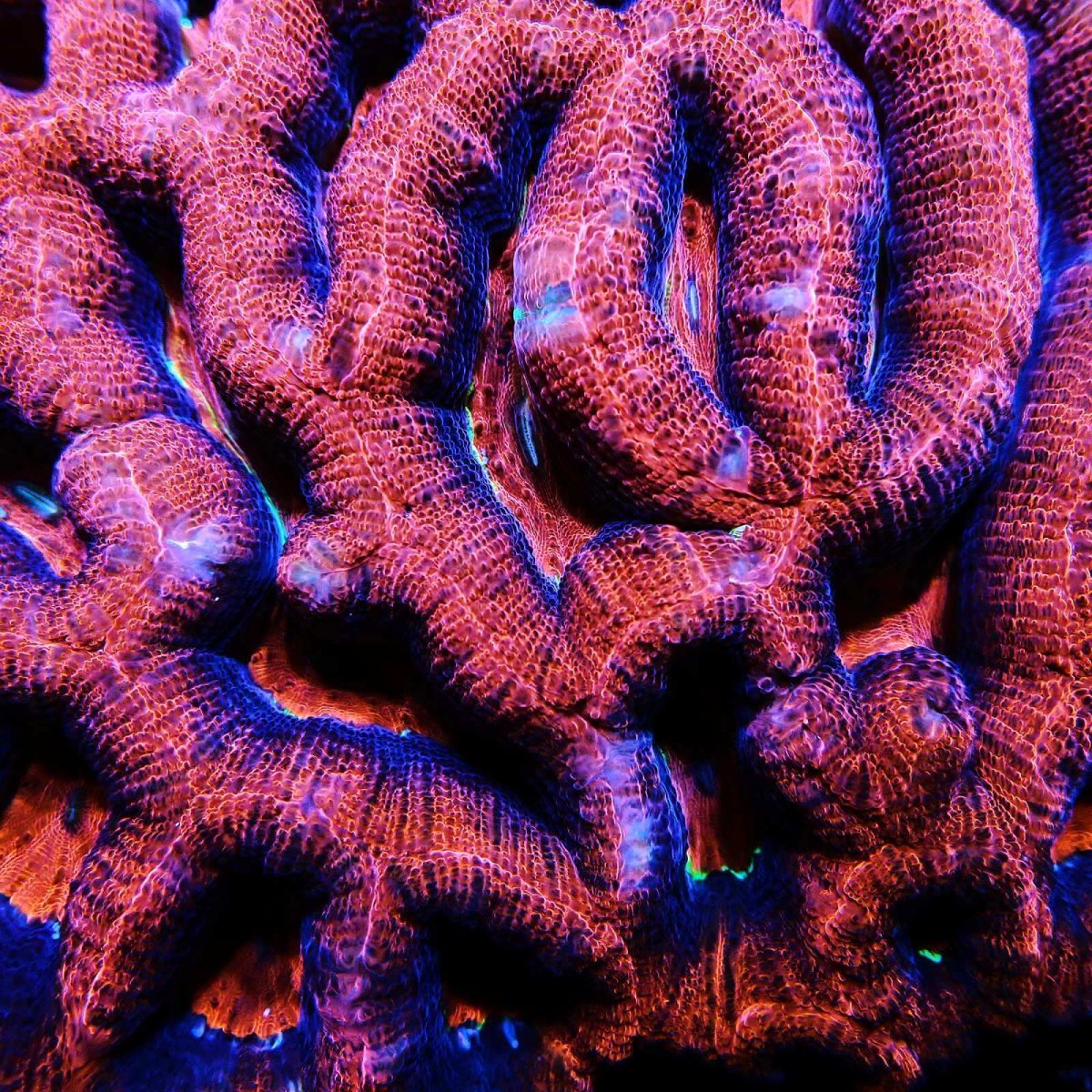 画像3: CF H.bowerbanki Ultra L-size (3)