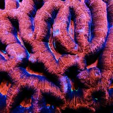 画像3: CF H.bowerbanki Ultra L-size (3)