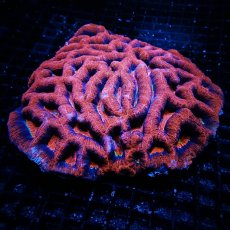 画像1: CF H.bowerbanki Ultra L-size (1)